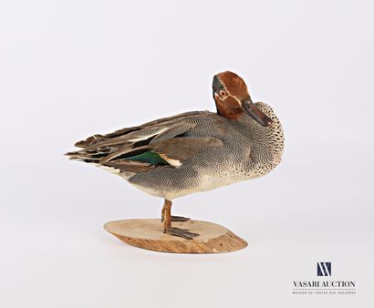 Taxidermie d'une sarcelle d'hiver mâle (Anas...