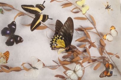 Boite entomologique contenant dix lépidoptères...