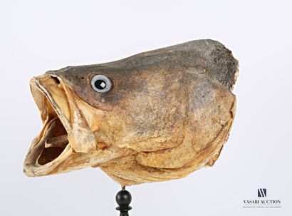 Tête de Mérou (Epinephelus marginatus, non...