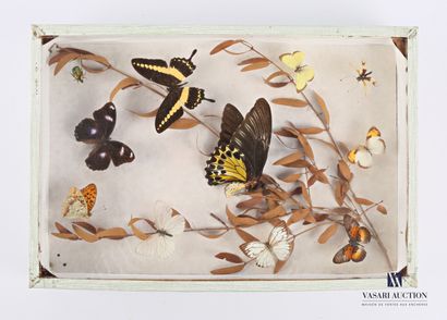 Boite entomologique contenant dix lépidoptères...