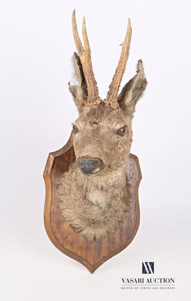 Trophée de chevreuil (Capreolus capreolus,...