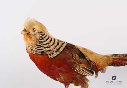 Faisan doré (Chrysolophus pictus, non réglementé)

(usures)

Haut....