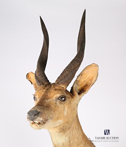 Trophée de Guib harnaché (Tragelaphus scriptus,...