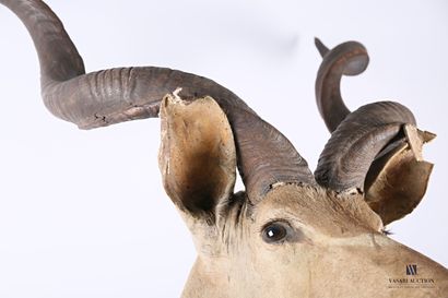 Trophée de Grand Koudou (Tragelaphus strepsiceros,...
