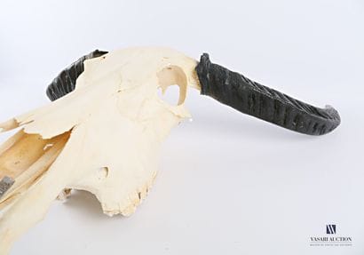 Crâne sans mandibule inférieure de buffle...