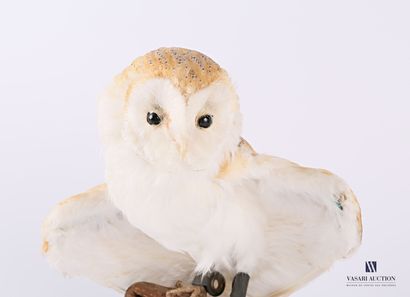 Chouette Effraie (Tyto alba, non déterminé),...