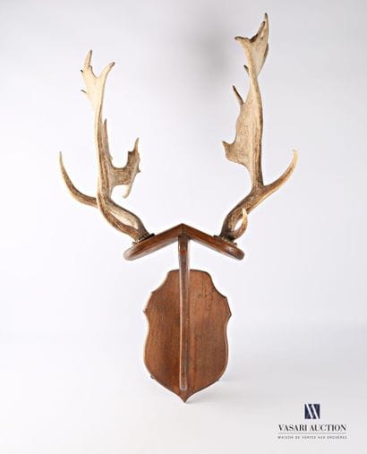 Paire de mues de daim (Dama dama) posant...