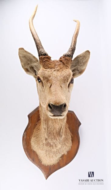 Tête en cape de daguet de cerf élaphe (Cervus...