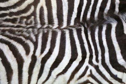 Peau de zèbre (Equus quagga, non réglementé),...