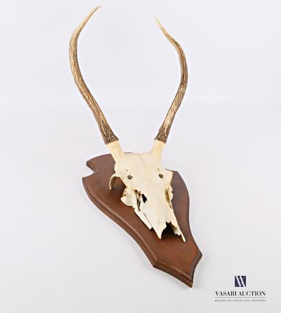 Massacre de Daguet (Cervus élaphus, non réglementé)...