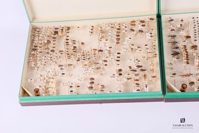 Ensemble de trois boites d'entomologie, contenant...