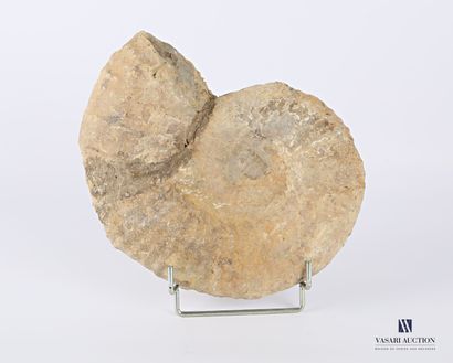Grande ammonite, (Ammonoidea, non réglementé)

(fêles...