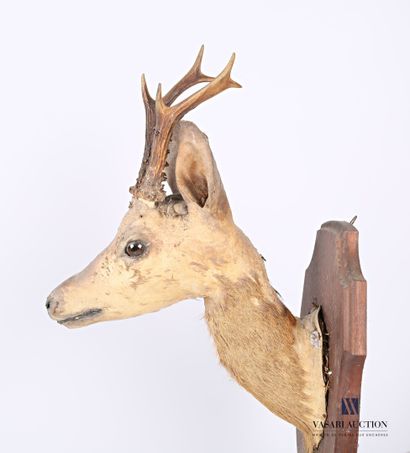 Trophée de chevreuil (Capreolus capreolus,...