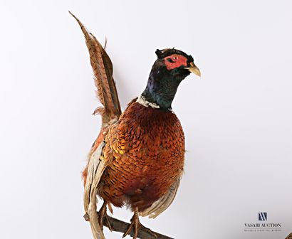 Taxidermie d'un couple de faisan de Colchide...