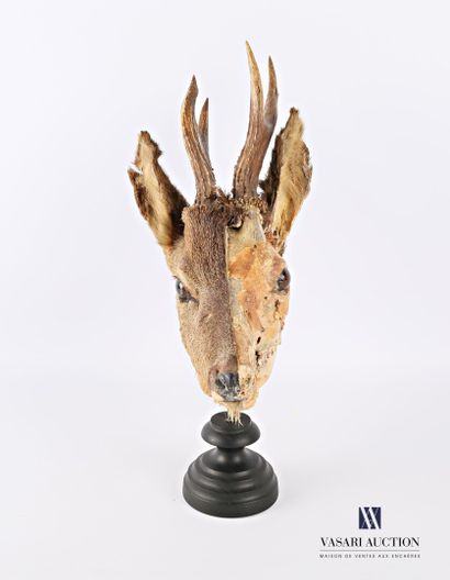 Ecorché de tête de chevreuil mâle (Capreolus...