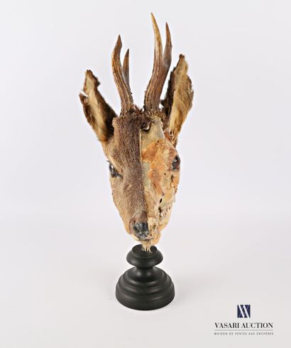 Ecorché de tête de chevreuil mâle (Capreolus...