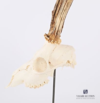 Crâne sans mandibule inférieure de chevreuil...