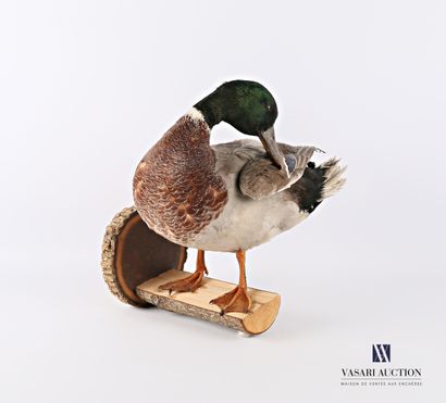 Canard colvert mâle (Anas platyrhnchos, non...