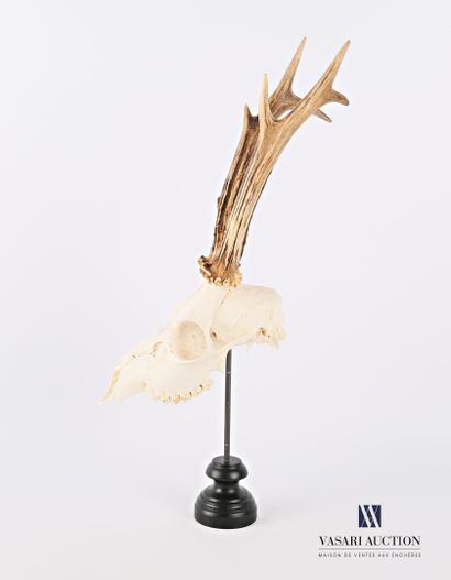 Crâne sans mandibule inférieure de chevreuil...