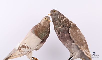 Taxidermie d'un couple de pigeon commun (Columba...