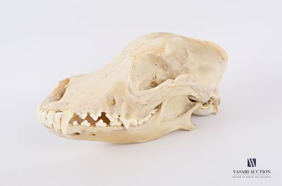 Crâne complet de chien (Canis lupus familiaris,...