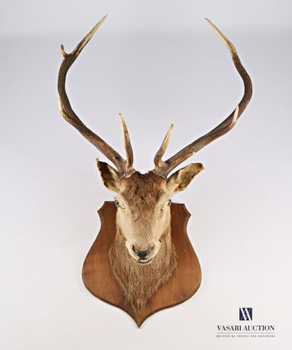 7
Tête en cape de cerf élaphe (Cervus elaphus,...