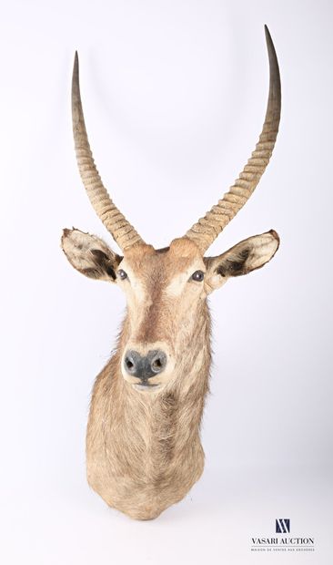 Trophée de Cobe à croissant (Kobus ellipsiprymnus,...