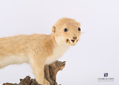 Taxidermie d'une belette en pelage d'été...
