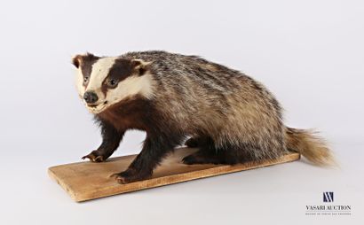 Taxidermie de blaireau (Meles meles) posant...