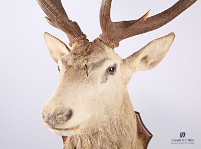 Tête en cape de cerf élaphe (Cervus elaphus,...