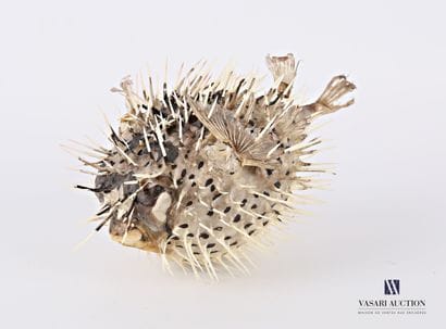 Diodon (Diodontidae, non réglementé) 

(quelques...