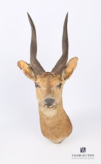 Trophée de Guib harnaché (Tragelaphus scriptus,...