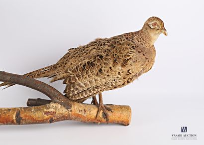 Taxidermie d'un couple de faisan de Colchide...