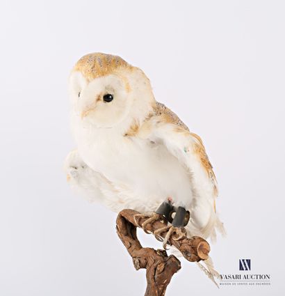 Chouette Effraie (Tyto alba, non déterminé),...