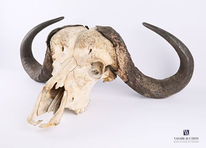 Massacre de Buffle caffer (Syncerus caffer,...