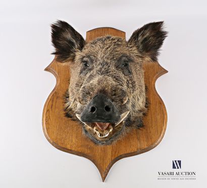 Hure de sanglier (Sus scrofa, non réglementé)...