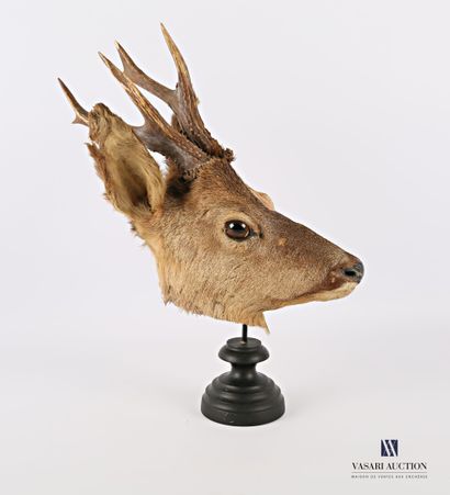 Ecorché de tête de chevreuil mâle (Capreolus...
