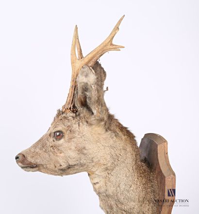 Trophée de chevreuil (Capreolus capreolus,...