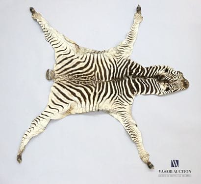 Peau de zèbre (Equus quagga, non réglementé),...