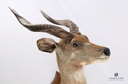 Tête en cape de Nyala (Tragelaphus angasii,...