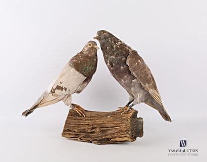 Taxidermie d'un couple de pigeon commun (Columba...