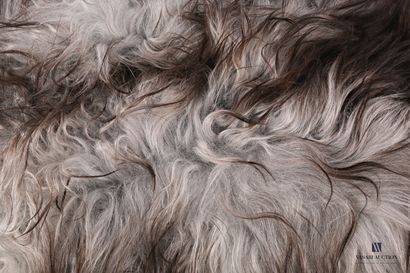 Peau de mouton islandais (Ovis aries, non...