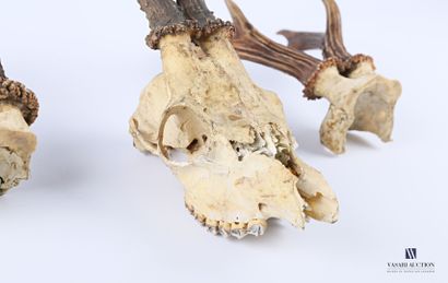 Bois de chevreuil (Capreolus capreolus, non...