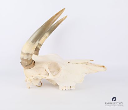 Crâne sans mandibule inférieure de bovidé...