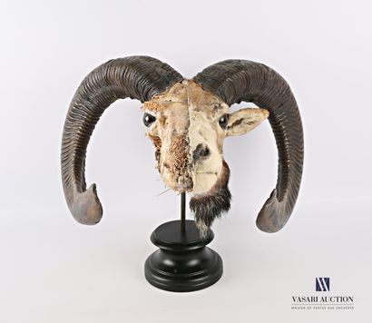 Écorché de tête de mouflon (Ovis aries musimon,...