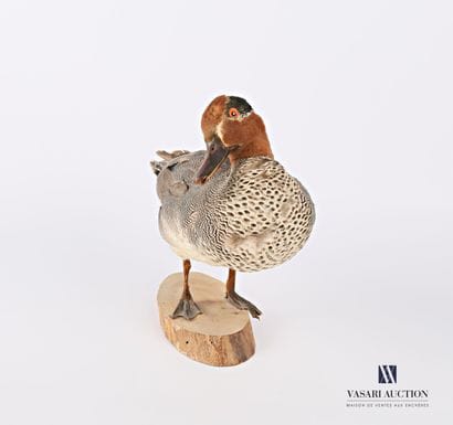 Taxidermie d'une sarcelle d'hiver mâle (Anas...