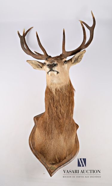 Tête en cape de cerf élaphe (Cervus elaphus)...