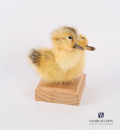 Caneton bicéphale ( Anas platyrhynchos domesticus,...