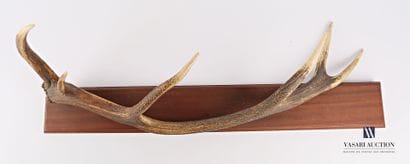 Mue de cerf élaphe (Cervus élaphus, non réglementé)...