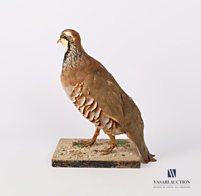 Taxidermie de perdrix rouge (Alectoris rufa,...